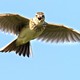 A skylark flying with its wings open against a bright blue sky