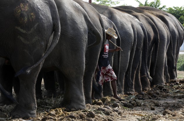 Chayut ໄຊຢຸດ on X: An unscientific approach of measuring tourism in # Thailand is the Elephant Pants Index. Mostly bought and worn by first-time  visitors to the kingdom. 🐘So more pants, more arrivals.