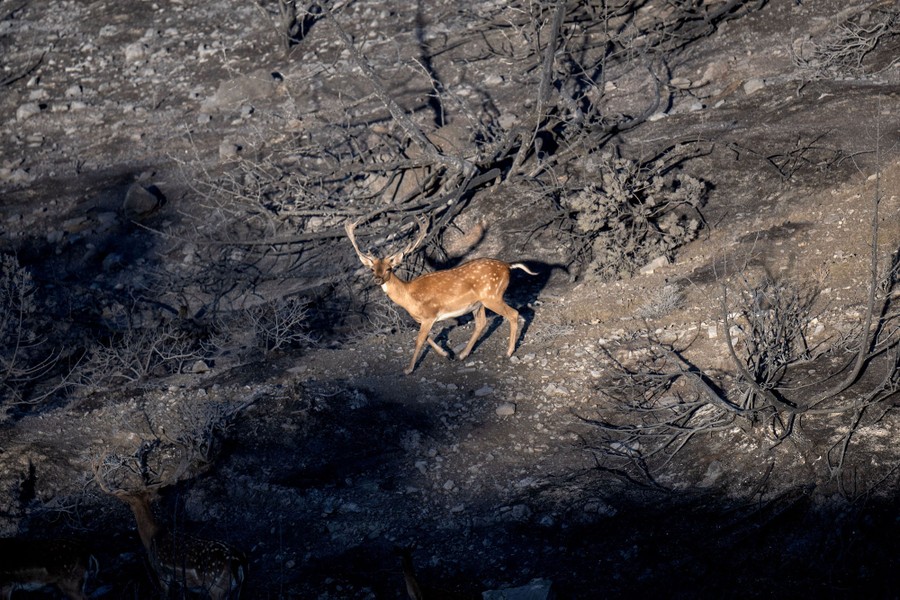 A deer walks on a charred hillside.