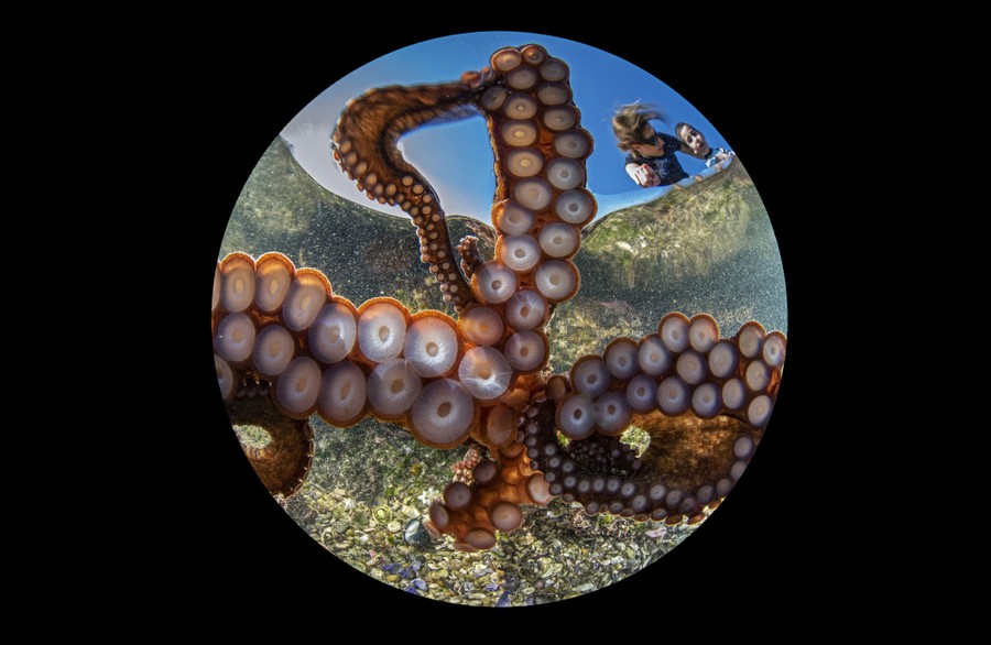 A close view of octopus tentacles underwater, with the photographer and son visible above the water, in the background.