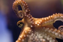 An octopus