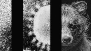 a three-part image with a coronavirus particle and a raccoon dog on the right
