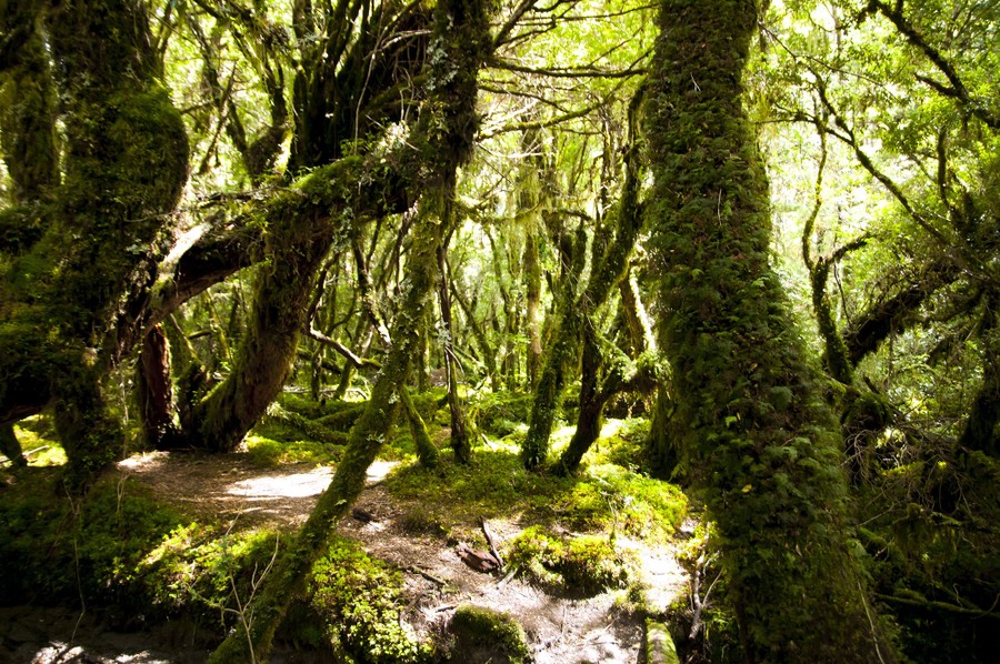 A path meanders through moss-covered trees.