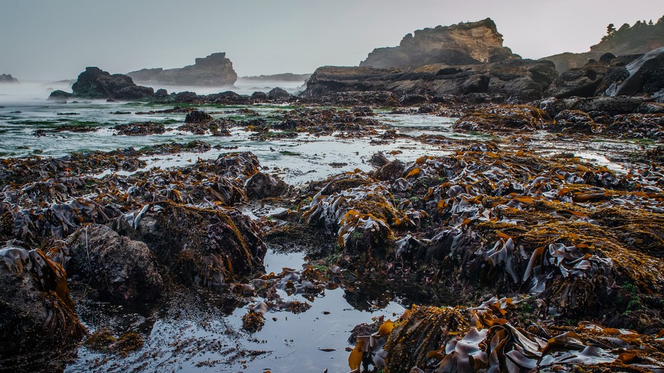Seaweed at low tide on the Oregon coast