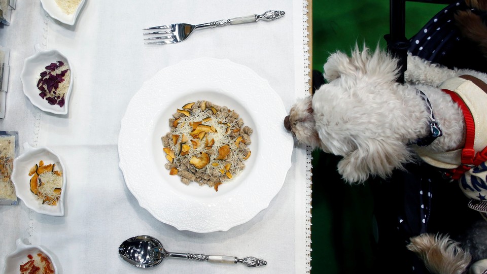 A dog looks at plate of food on a table
