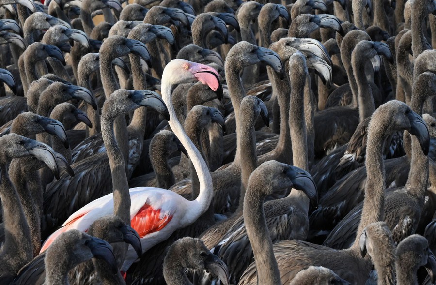 One pink flamingo is seen among many young gray flamingos.