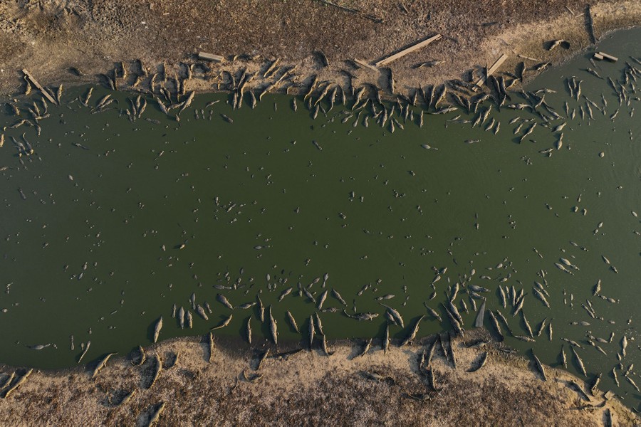 An aerial view of dozens of caimans in a dwindling river during a drought.