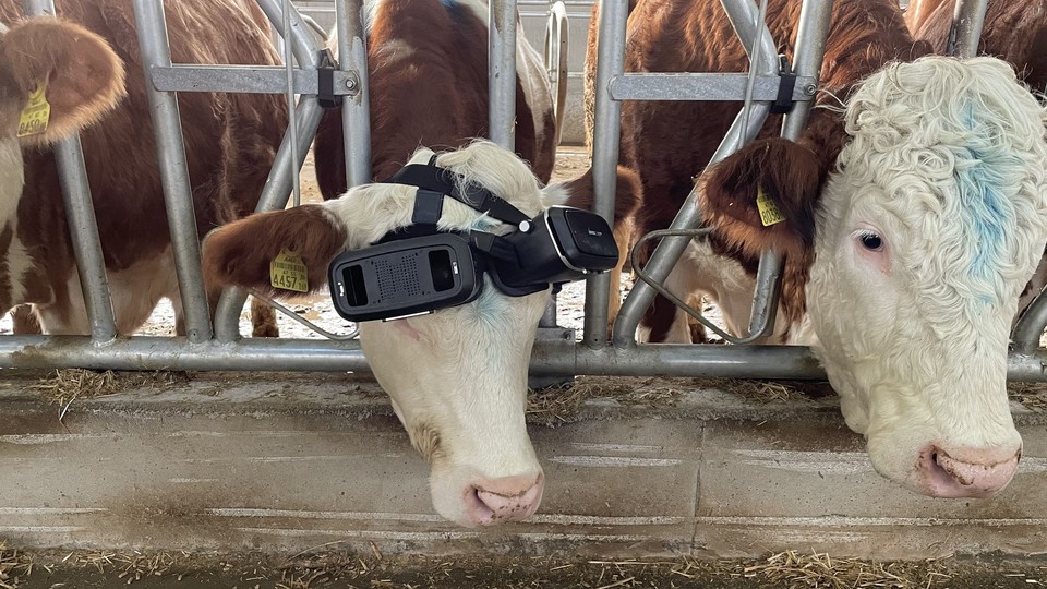 Cows graze with virtual reality glasses on in Aksaray, Turkiye on December 26, 2021 