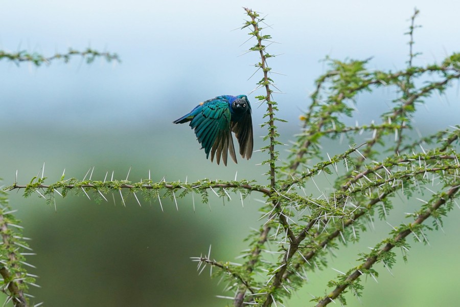 A starling takes off from an acacia tree, looking over its shoulder toward the camera.