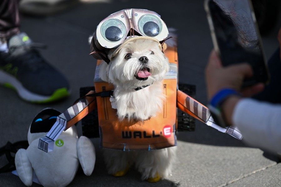 A small dog wears a Halloween costume shaped like the Pixar movie character WALL-E.