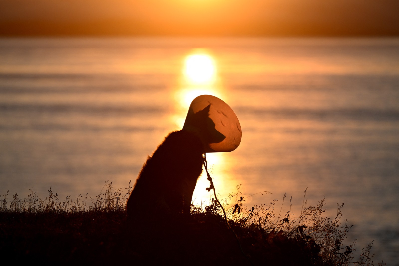 A dog wearing a plastic cone sits on a hillside near the sea at sunset.