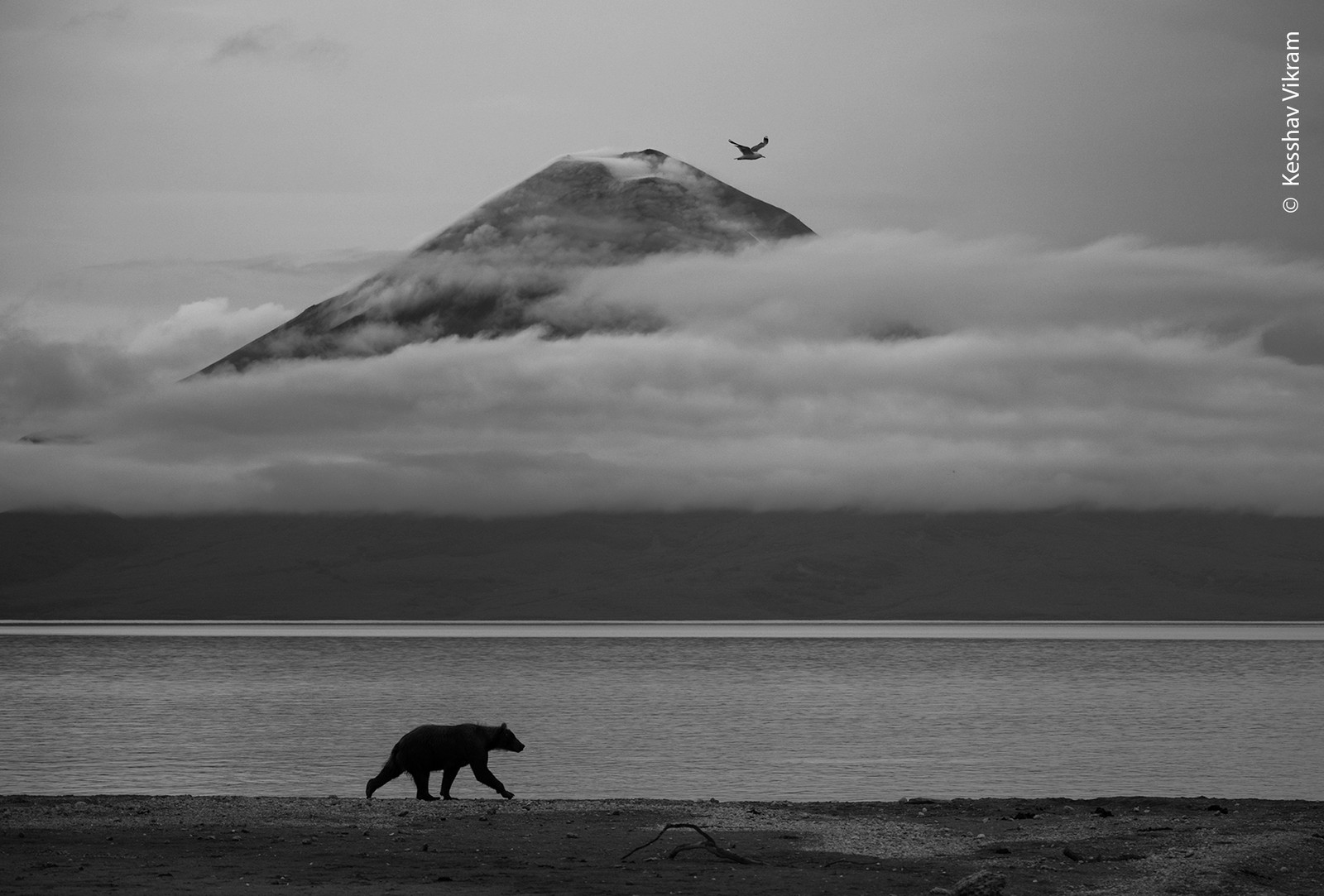 A bear walks on a lakeshore, with a conical volcano shrouded in clouds visible in the background.
