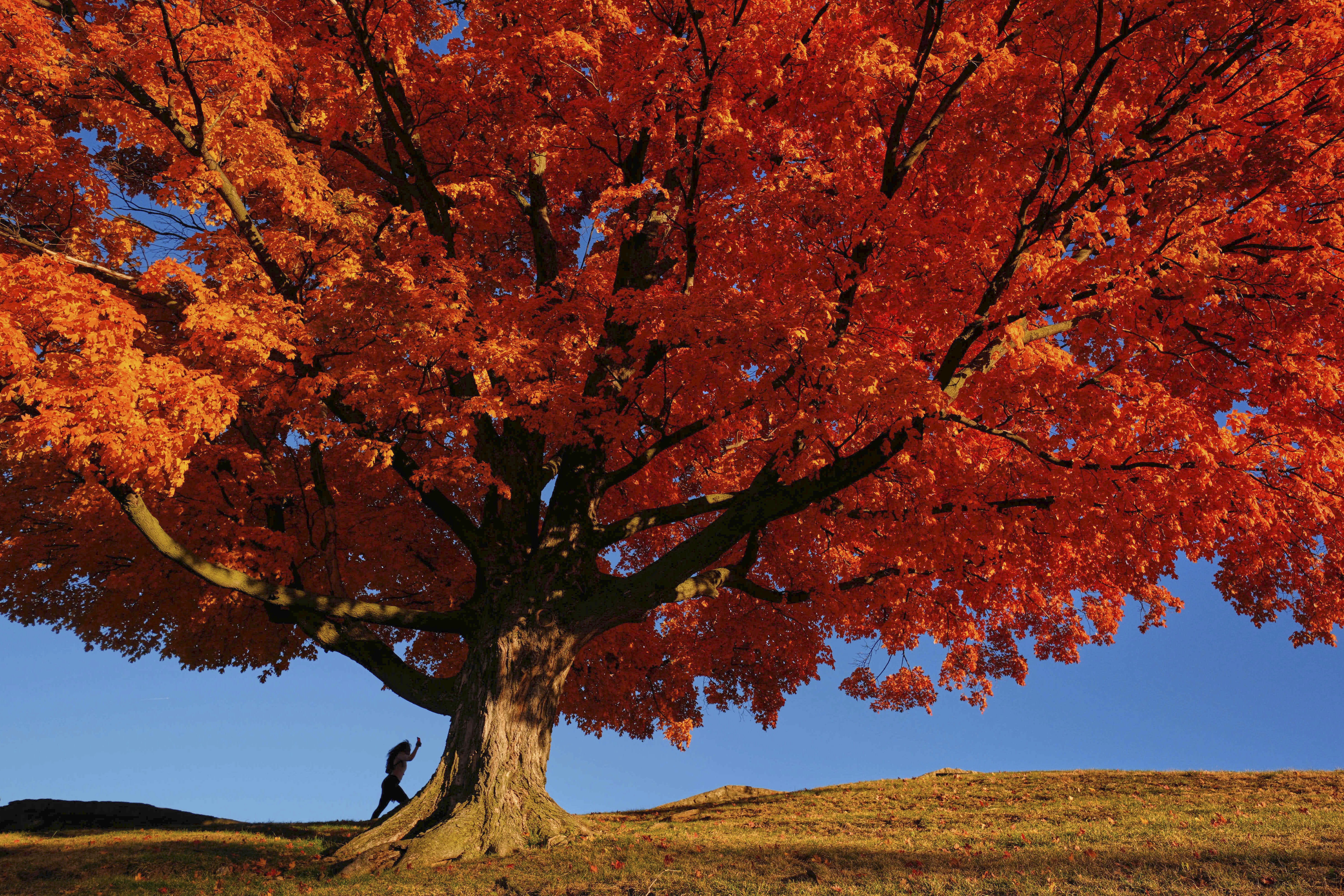 A person walks past a large maple tree displaying fall colors.