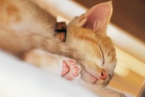 Fake-sleeping kitten, only fooling herself