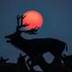An antlered deer roars among others, seen at a distance, silhouetted against a red sun.