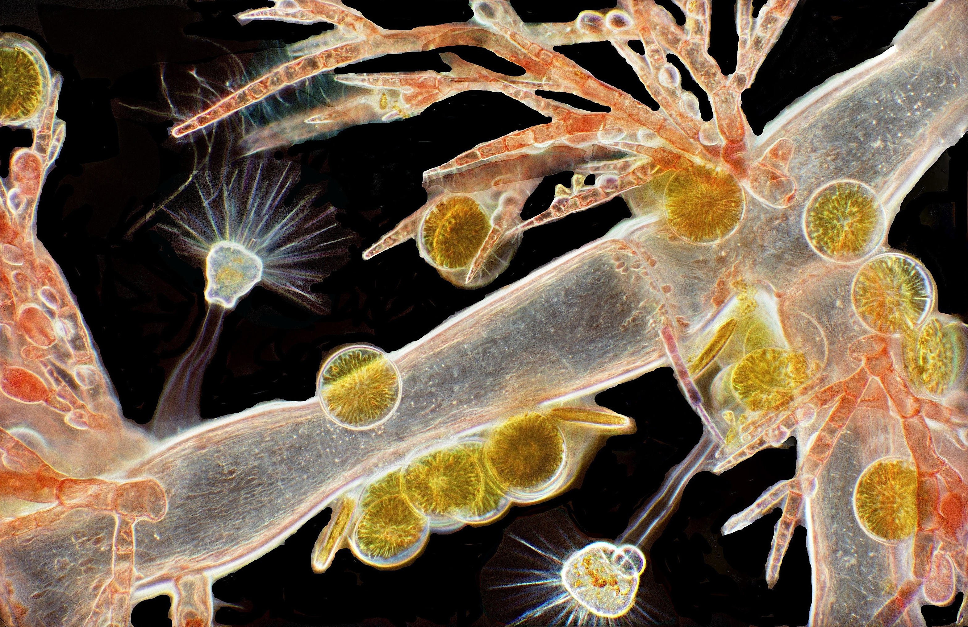 A close view of algae, diatoms, and microscopic creatures