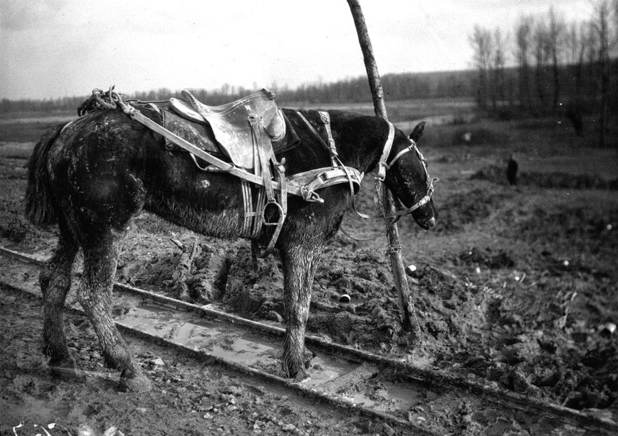 World War I In Photos Animals At War The Atlantic