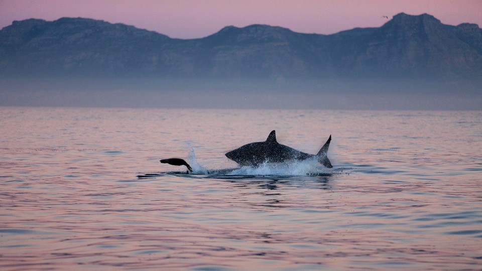 A shark chasing prey at dusk