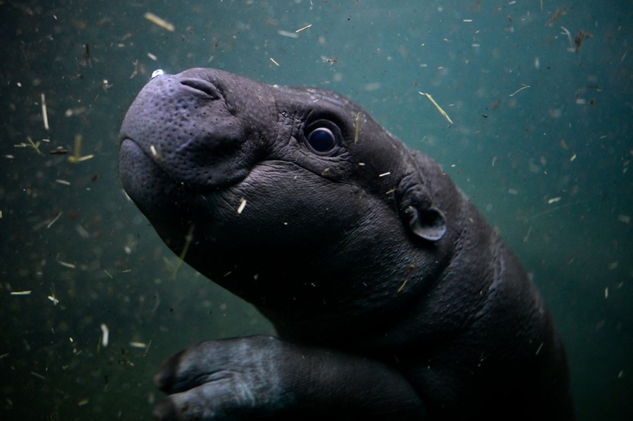 An underwater view of a pygmy hippopotamus