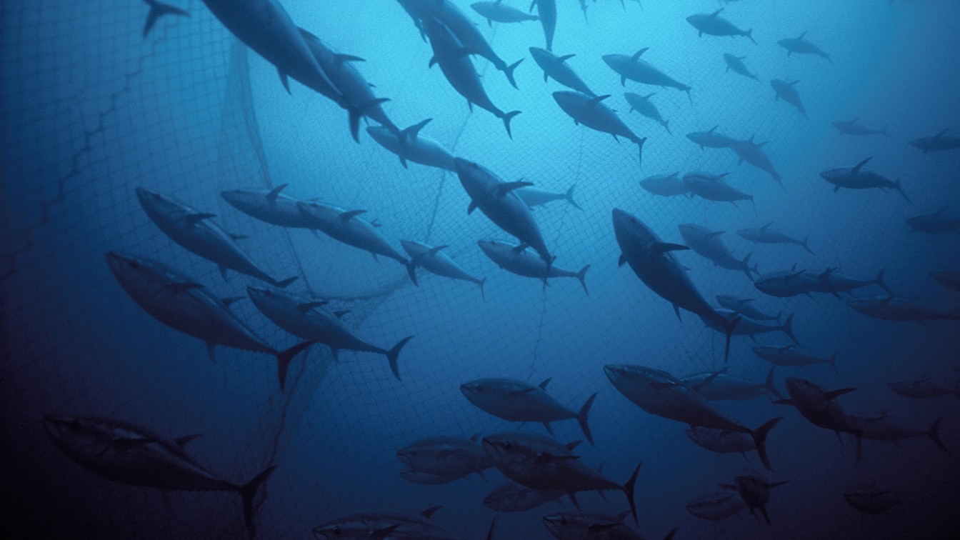 The New Tools for Fish Counting: Artificial Intelligence, Submarines ...