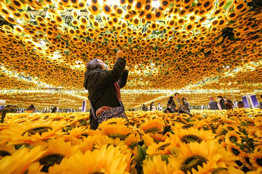 People walk among thousands of sunflowers, with many more sunflowers overhead.