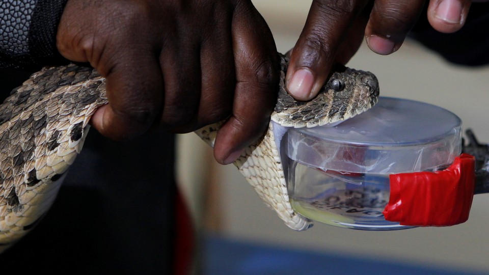 A puff adder is milked for venom in Kenya.