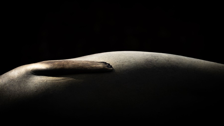 A close shot of the flank of a resting seal