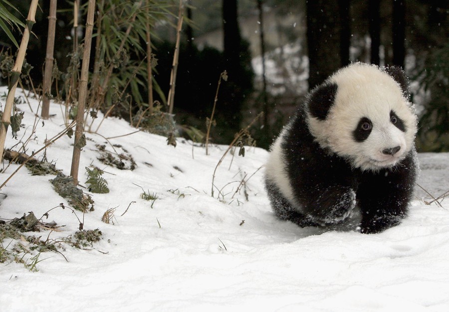 WOLONG, CHINA - FEBRUARY 21: Two giant pandas play in snow at the Wolong  Giant Panda Bear Research Centre on February 21, 2005 in Wolong of Sichuan  Province, China. The centre, located