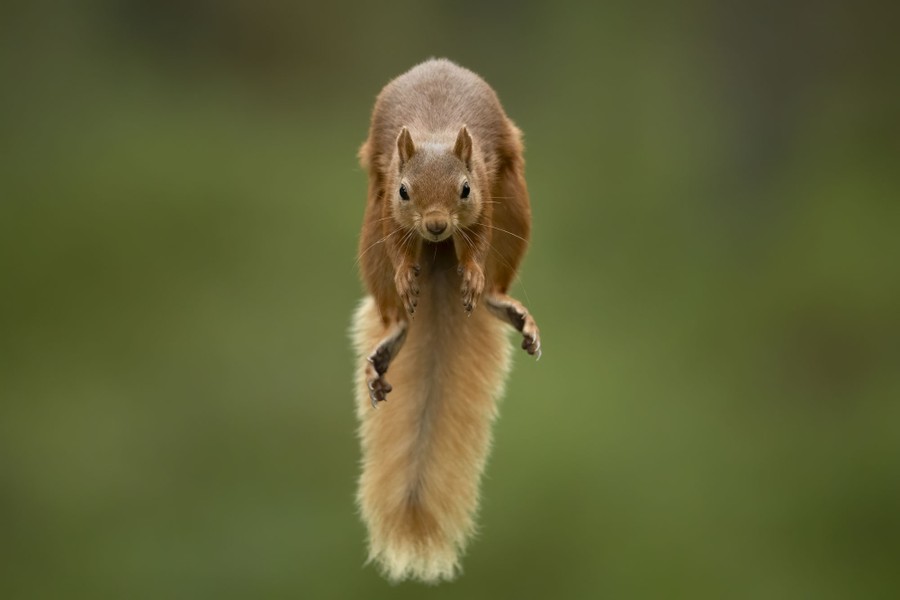 A squirrel is seen in mid-leap.