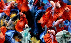 A collage of colorful betta fish
