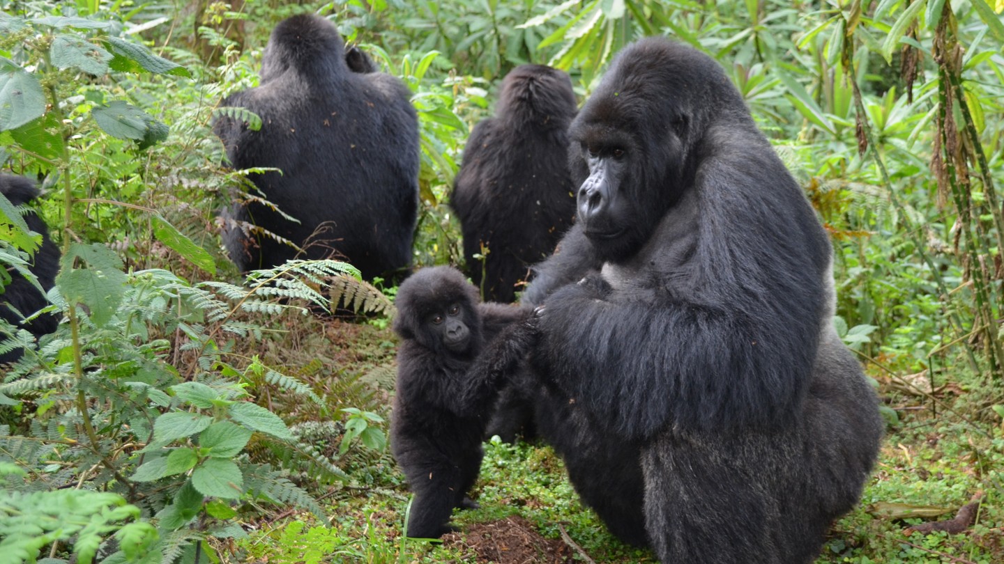 gorilla penis length gorilla penis length