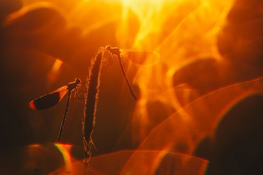 Two small flying insects perch on a stalk at sunrise.
