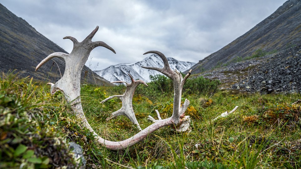 A caribou antler rests on the ground with a snowy mountain in the distance