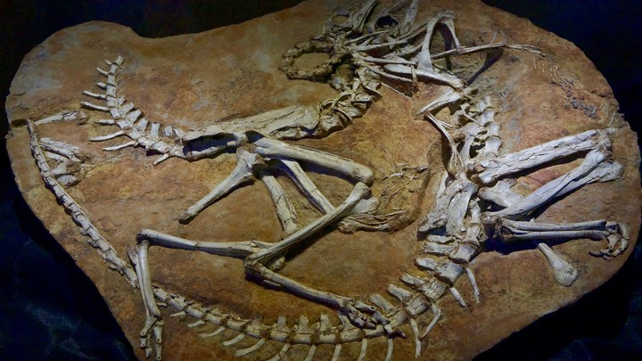 The Second Life of Mongolian Fossils - The Atlantic