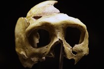 A replica of a Neanderthal skull