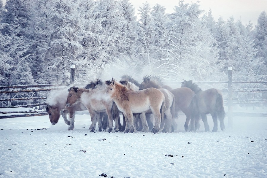 A small group of horses stand together in a corral during a frigid day.