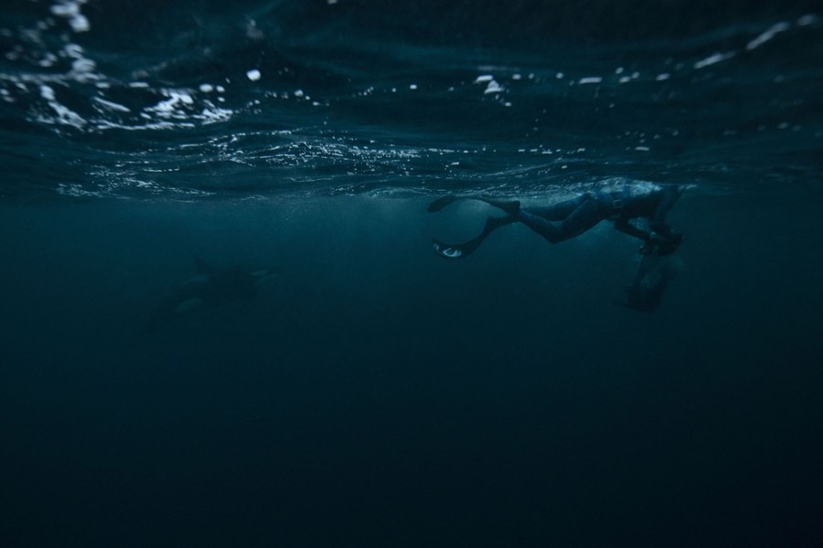 A person snorkels, seen underwater, with an orca visible nearby.
