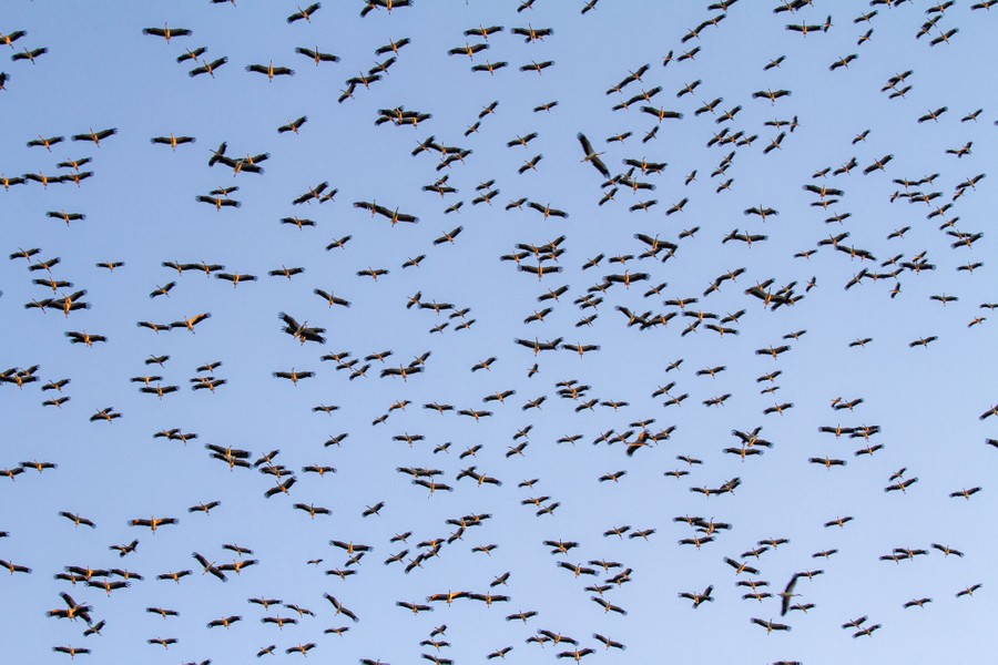 Dozens of flying storks fill the sky.