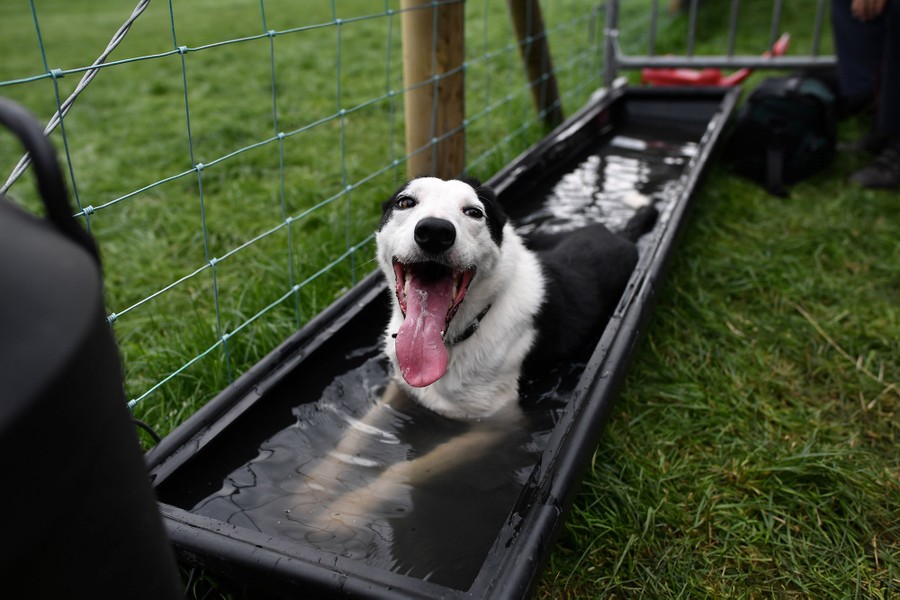 Photos: Paws in the Water—Dogs at Play - The Atlantic