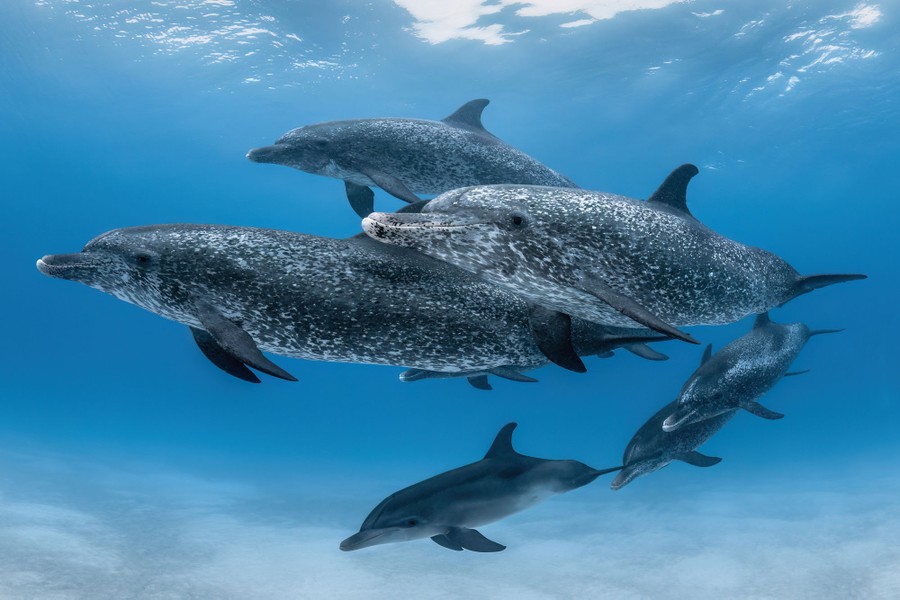 Winners of the 2024 Underwater Photographer of the Year Contest - The ...