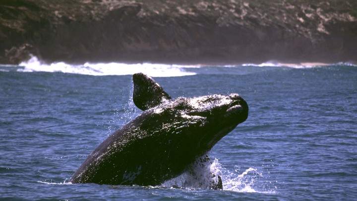 A southern right whale breaches the surface.