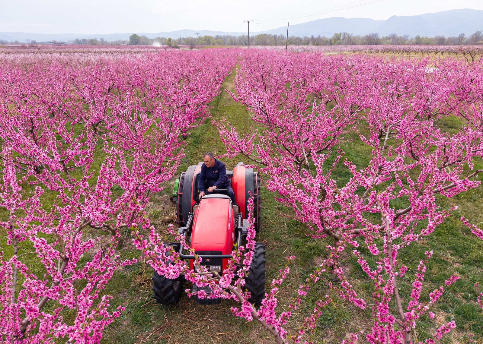 A man on a trctor drives through an orchard of small blooming peach trees.