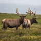 Two elk stand in a grassy field.