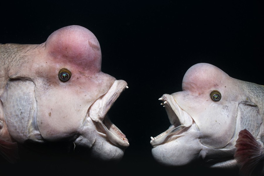 Two fish with protruding foreheads and open mouths face off during a fight.