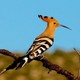 a hoopoe bird perched on a branch