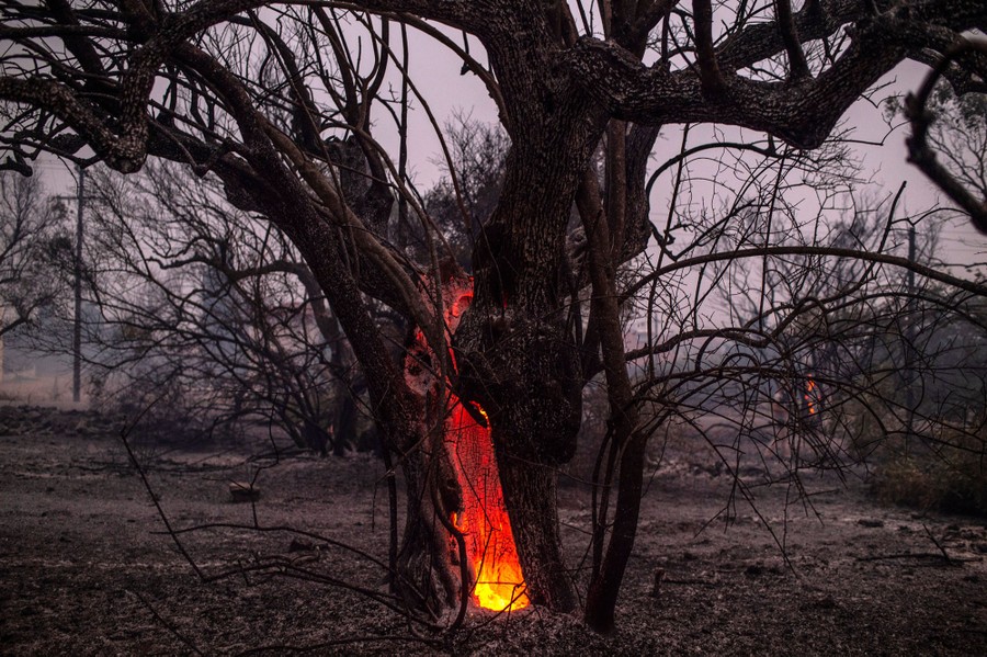The interior of a charred tree still burns after a fire has mostly passed through.