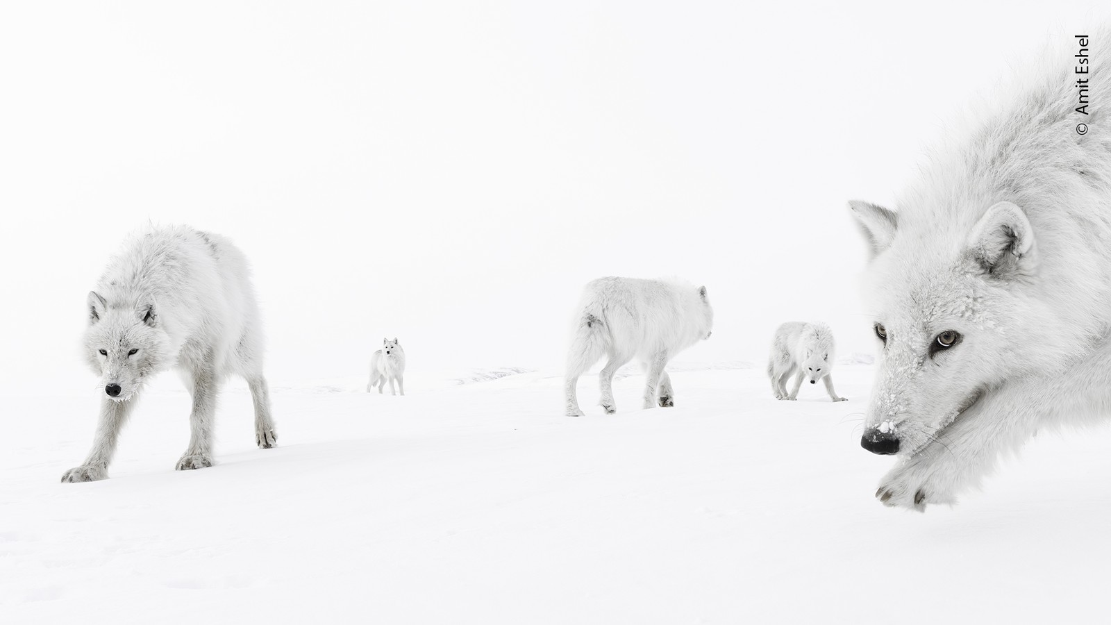 Several arctic wolves mill about on snow-covered ground.
