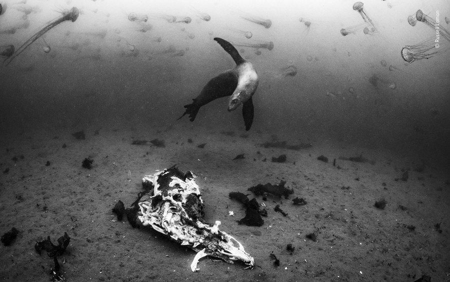 An underwater view of a sea lion swimming above the carcass of a dead sea lion as many jellyfish swim all around.