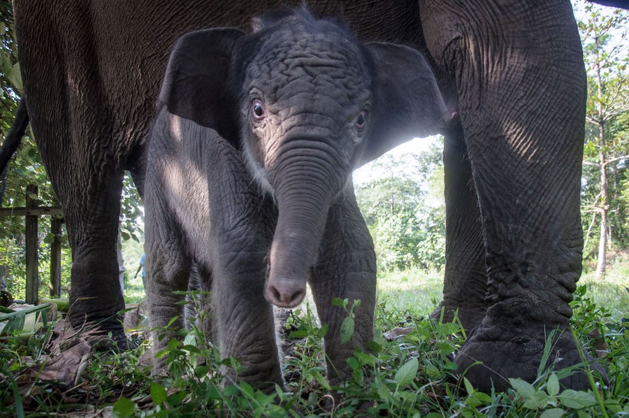 A close view of a baby elephant standing beside its mother