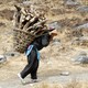 A woman carries firewood using a tumpline.
